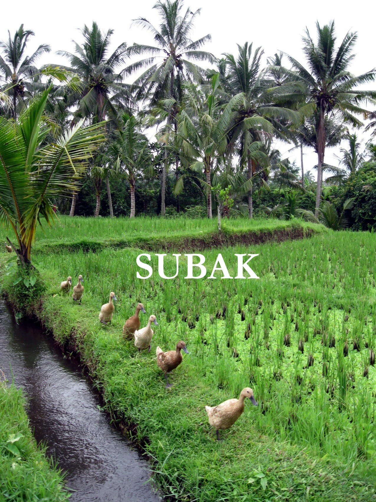Subak 