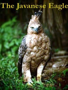 In Search of the Javanese Eagle 