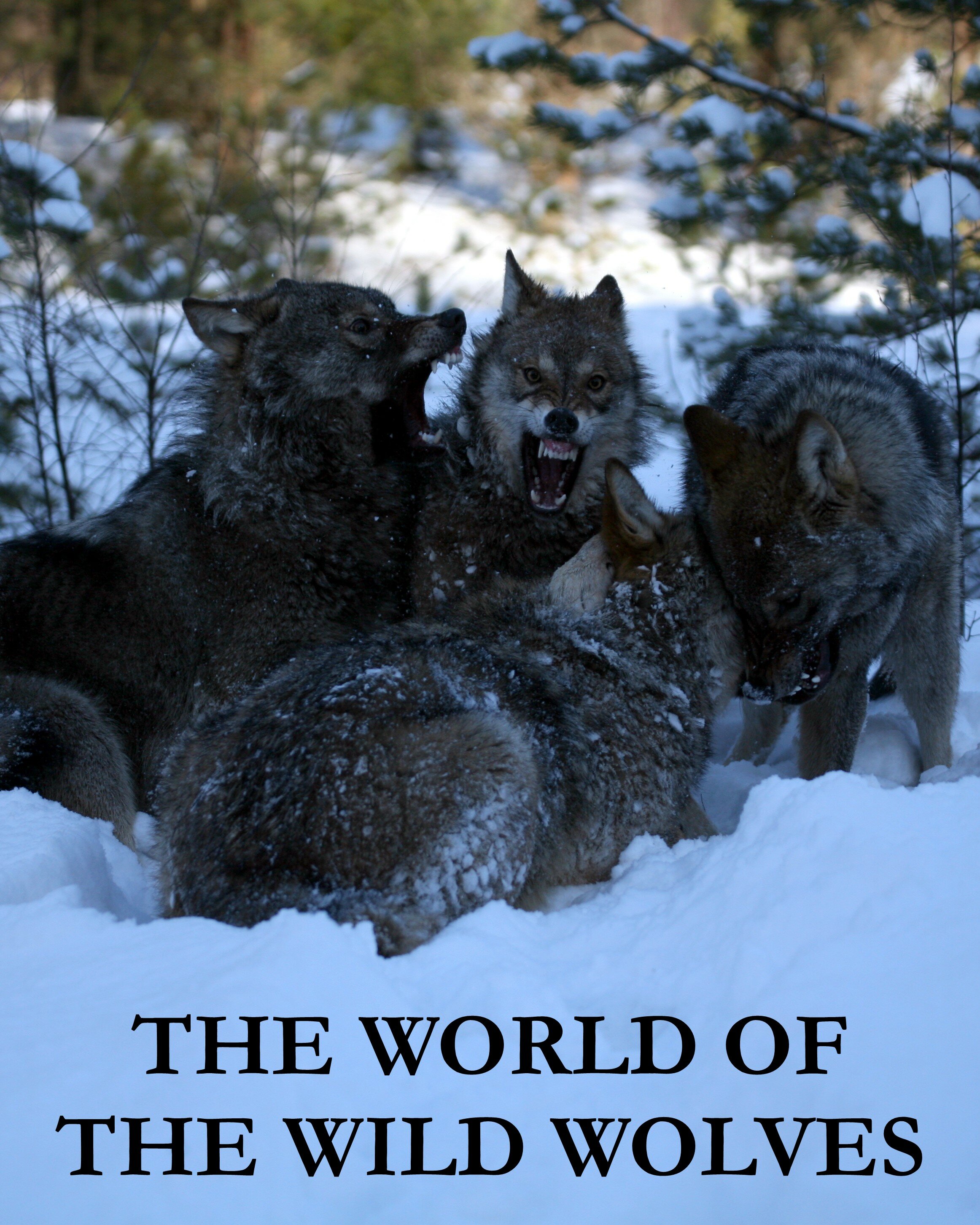 The World of the Wild Wolves 