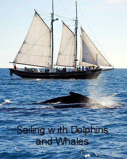Sailing with Whales and Dolphins 