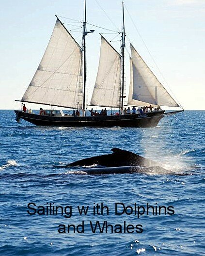 Sailing with Whales and Dolphins 