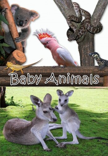 Baby Animals 